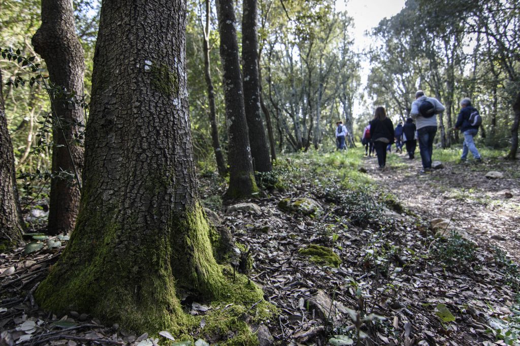 bosco nel bosco delle Pianelle