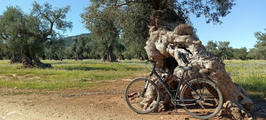 Ciclotrekking tra i verdi patriarchi di Puglia Monopoli